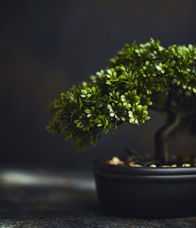 Tiny bonsai tree