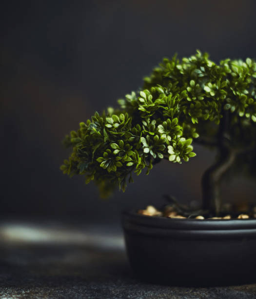 ต้นบอนไซเล็ก ๆ - bonsai tree ภาพสต็อก ภาพถ่ายและรูปภาพปลอดค่าลิขสิทธิ์