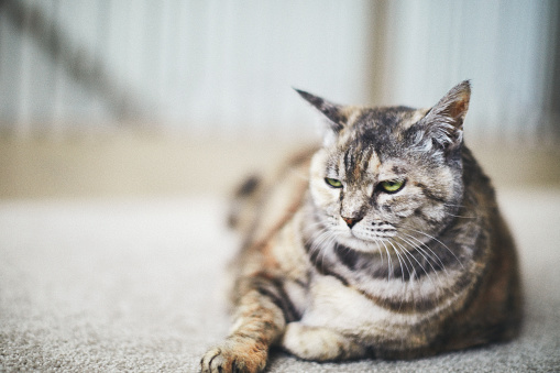 Animals. Portrait. A beautiful Scottish fold domestic cat lies on a bed on a white bedspread in a home interior. Close-up. soft focus