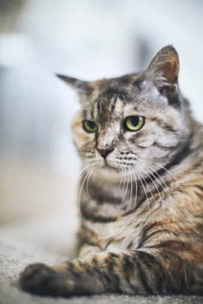 istock Tabby adult cat relaxing on carpet with grumpy expression 1266690578