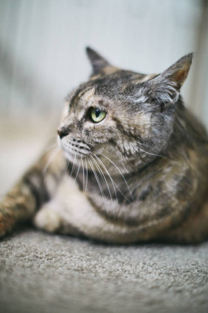 istock Tabby adult cat relaxing on carpet with grumpy expression 1266690590