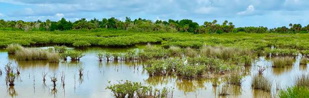 istock Canaveral National Seashore 1266691833