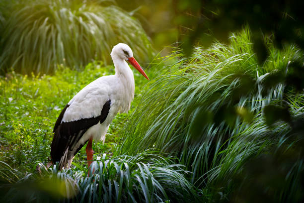 Close shot of a white stork (Ciconia ciconia).