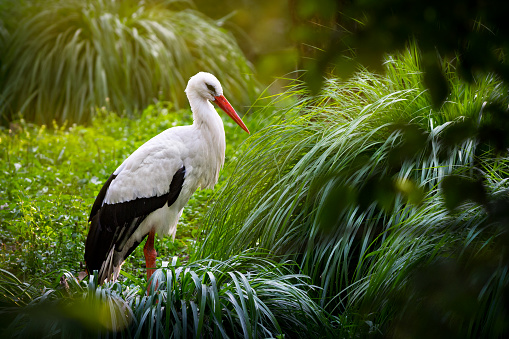 Stork among dense vegetation in swamp