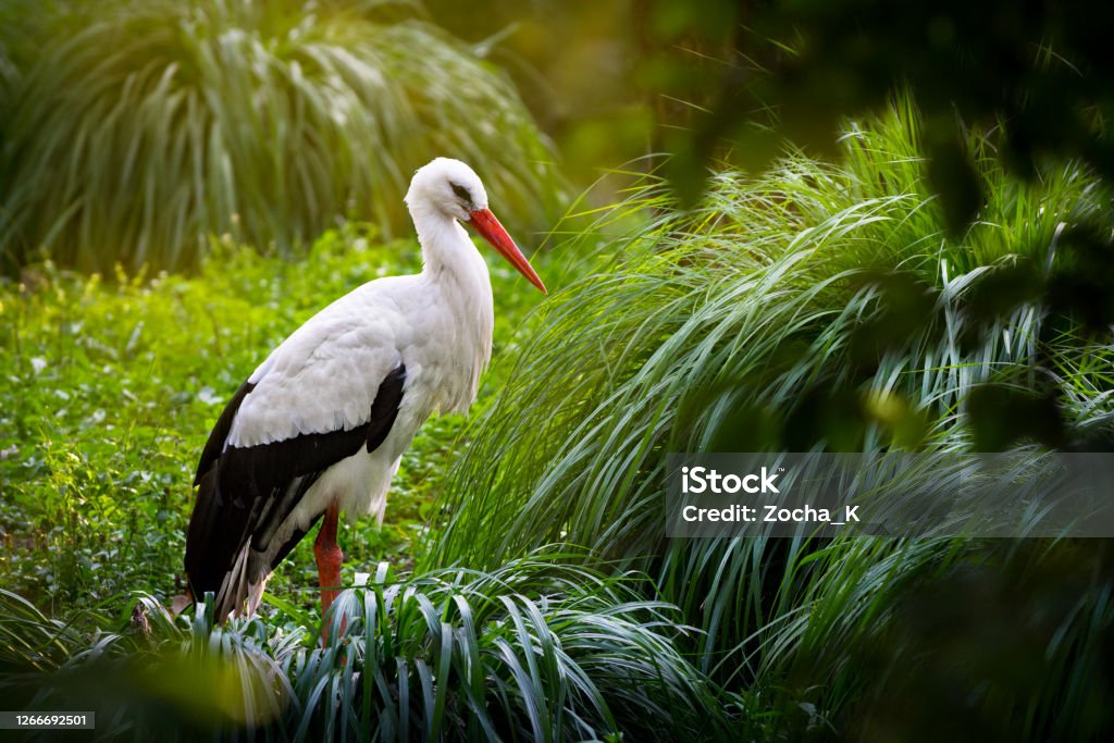 Stork among dense vegetation in swamp Portrait of white stork among dense vegetation in the swamp. It is backlit by warm rays of the setting sun. Stork Stock Photo