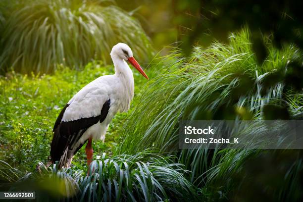 Stork Among Dense Vegetation In Swamp Stock Photo - Download Image Now - Stork, White Stork, Grass