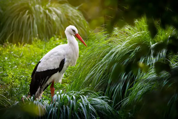 Portrait of white stork among dense vegetation in the swamp. It is backlit by warm rays of the setting sun.