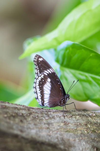 istock Black butterfly in natural light, Backgrounds 1266692555