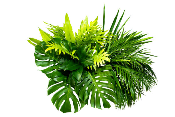 istock abstract green leaf texture, nature background, tropical leaf 1266695476