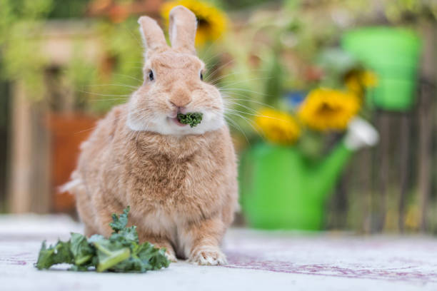 Rufus Rabbit eats a sprig of parsley on deck with sunflowers in background stock photo