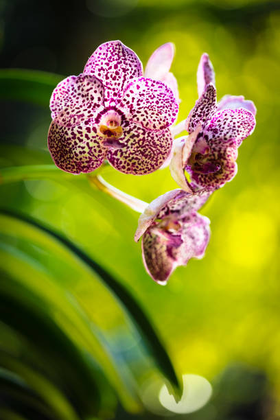 istock Spotted Orchid Flowers 1266697956