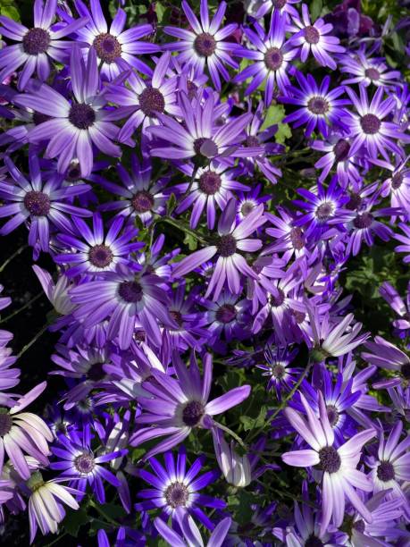 istock Beautiful Purple Flowers Blooming in Boston 1266698683