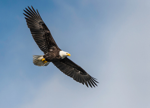 A bald Eagle flies across a mountain backdrop