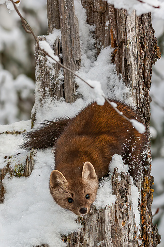 American Pine Marten, in the snow, Martes americana, Mustelid family, Arboreal and terrestrial hunter of the coniferous forest. Near Haines Alaska.