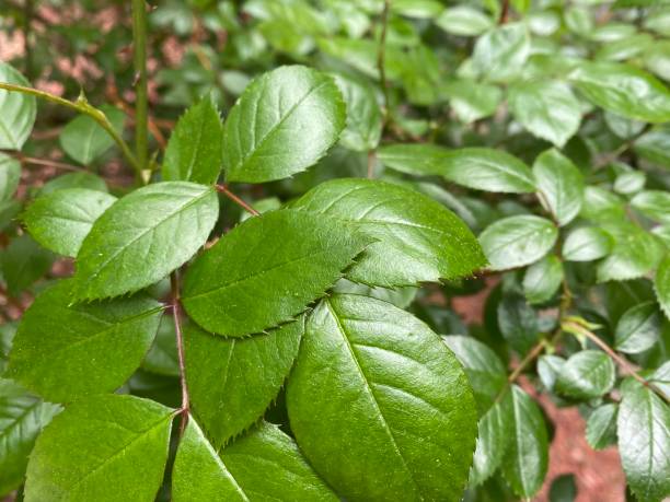 istock Vibrant Green Leaves in Summer 1266698754