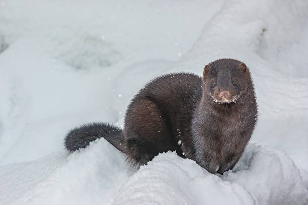 American Mink, Neovison vison, in the winter snow,  Haines, Alaska,  weasel family American Mink, Neovison vison, in the winter snow,  Haines, Alaska,  weasel family american mink stock pictures, royalty-free photos & images