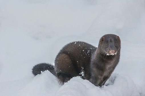 American Mink, Neovison vison, in the winter snow,  Haines, Alaska,  weasel family