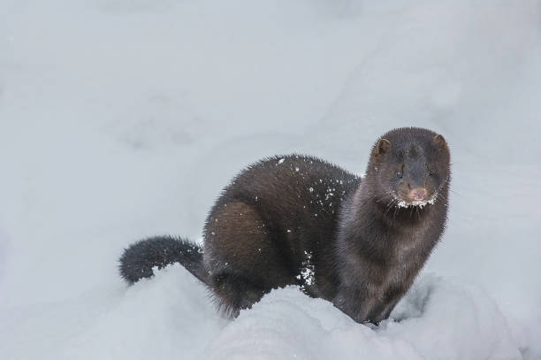 american mink, neovison vison, in the winter snow,  haines, alaska,  weasel family - haines imagens e fotografias de stock