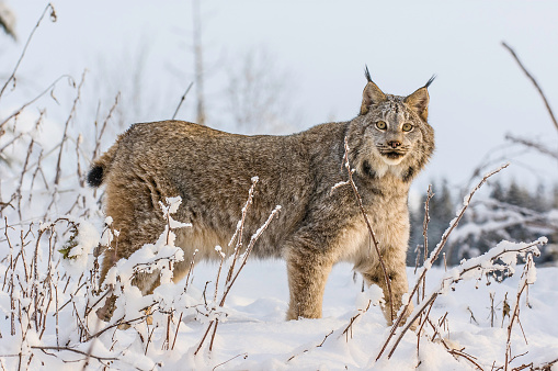 portrait lynx, filmed in a zoo in their natural habitat isolated on white background