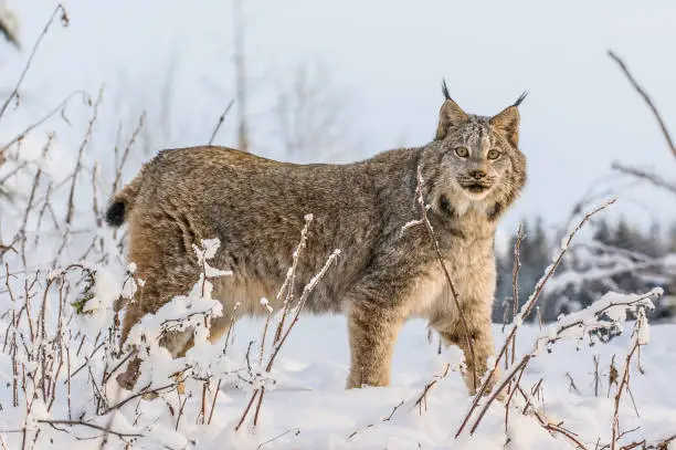 Photo of Canadian Lynx, Lynx canadensis, in the snow, specialist hunter of the snowshoe hare, boreal fores. Alaska