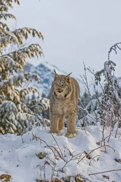Canadian Lynx, Lynx canadensis, in the snow, specialist hunter of the snowshoe hare, boreal fores. Alaska