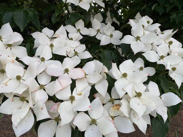 istock Beautiful White Flowers Blooming in Boston 1266698947