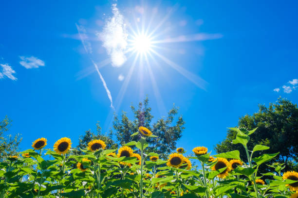 istock Blue Sky and Sunflower Field 1266699637