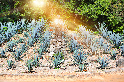Blue Agave Plant also known as Agave tequilana