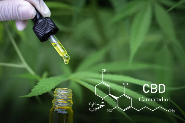 istock CBD elements in Cannabis, The hands of scientists dropping marijuana oil for experimentation and research,  Concept of herbal alternative medicine, cbd hemp oil, pharmaceptical industry. 1266701966
