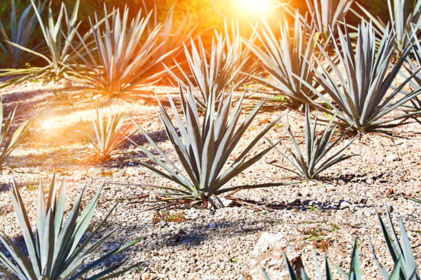 Blue Agave Plant farm Blue Agave Plant also known as Agave tequilana blue agave photos stock pictures, royalty-free photos & images