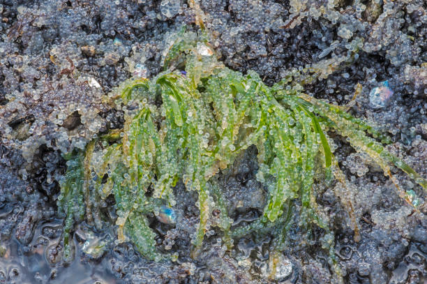 istock The spawn of Pacific Herring on algae at tideline in Sitka Sound spawning grounds, Alaska. Pacific herring eggs covering the rocks and algae. 1266702290