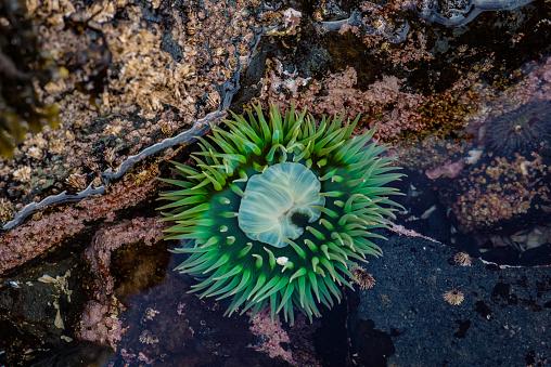 Anthopleura xanthogrammica, or the giant green anemone, is a species of intertidal sea anemone of the family Actiniidae and found in tidepools in Alaska. Sitka, Alaska.