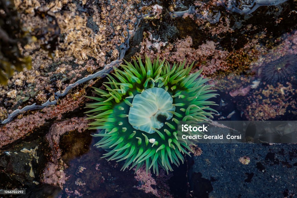 Anthopleura xanthogrammica, or the giant green anemone, is a species of intertidal sea anemone of the family Actiniidae and found in tidepools in Alaska. Sitka, Alaska. Alaska - US State Stock Photo