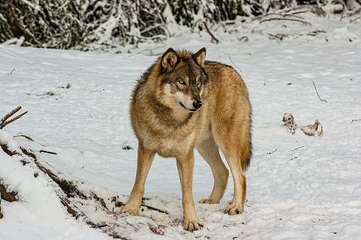 Gray Wolf, Canis lupus, in the winter, near Haines, Alaska,