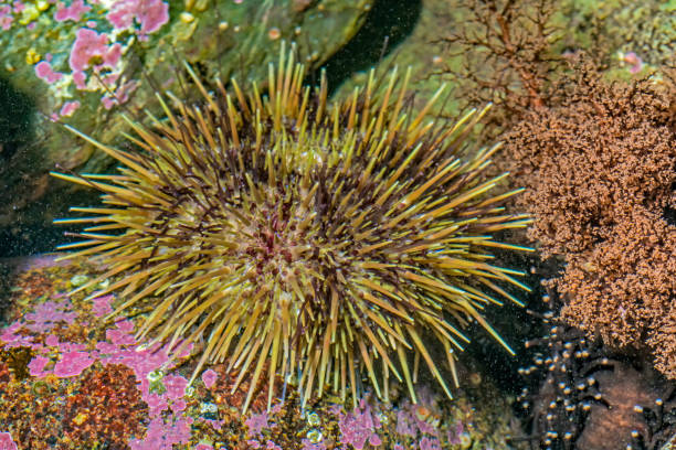 強い葉頭座は、その特徴的な緑色のために一般的に緑のウニとして知られています。太平洋と大西洋の両方を含む世界中の北部海域で一般的に見られる。シトカ、アラスカ州。 - green sea urchin 写真 ストックフォトと画像