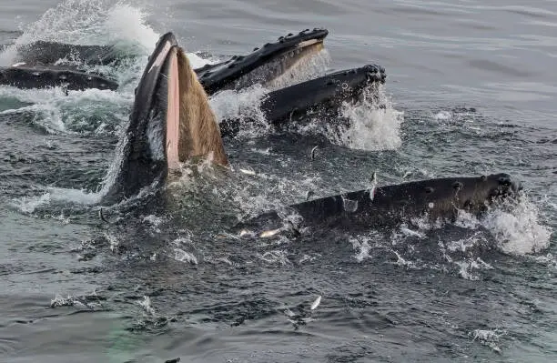 Photo of The humpback whale (Megaptera novaeangliae) is a species of baleen whale found in the waters of Alaska. Feeding in Sitka Sound useing bubble net feeding. Fish jumping to try to escape.