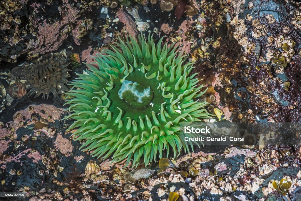 Anthopleura xanthogrammica, or the giant green anemone, is a species of intertidal sea anemone of the family Actiniidae and found in tidepools in Alaska. Sitka, Alaska. Alaska - US State Stock Photo