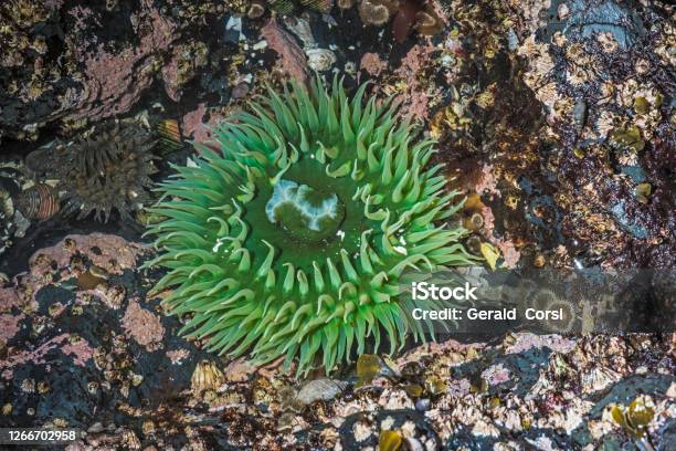 Anthopleura Xanthogrammica Or The Giant Green Anemone Is A Species Of Intertidal Sea Anemone Of The Family Actiniidae And Found In Tidepools In Alaska Sitka Alaska Stock Photo - Download Image Now