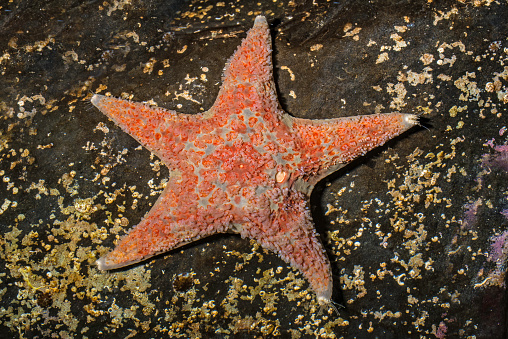 The leather star (Dermasterias imbricata) is a sea star in the family Asteropseidae found  off the western seaboard of North America. Sitka, Alaska.