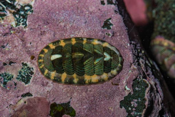 chiton z podszewką; tonicella lineata; kolorowy obraz; alaska; bezkręgowców; zoologia bezkręgowców; morski; życia morskiego; strefa międzypływowa; międzypływowe; żadnych ludzi; życia oceanicznego; zdjęcie; fotografia; życia morskiego; basen p - chiton zdjęcia i obrazy z banku zdjęć