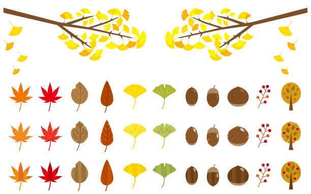 illustrations, cliparts, dessins animés et icônes de ensemble d’illustration d’icône de feuille d’automne - japanese maple leaf autumn abstract