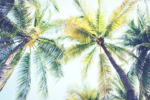 istock Palm tree or Coconut tree ,a green leaf isolation for summer background ,relax and vacation holiday summer concept 1266706915