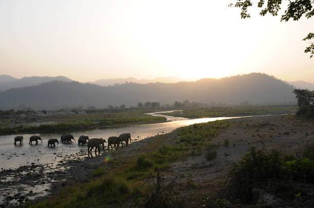 istock Asian Elephant in Sunrise 1266707082