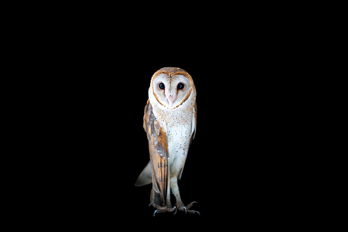 Common barn owl close up on white background.