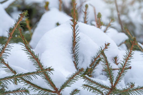 istock Snow on green spruce branches in the sunlight. 1266708879