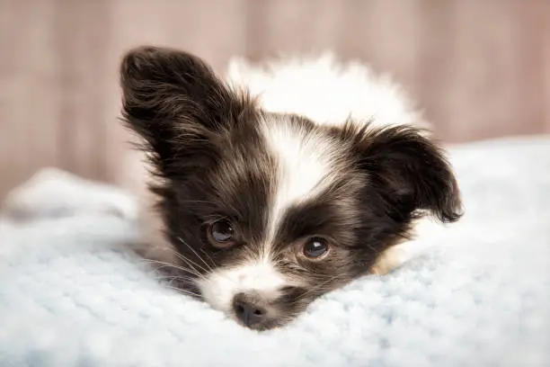 A cute Papillon puppy 8 weeks old, sleeping.