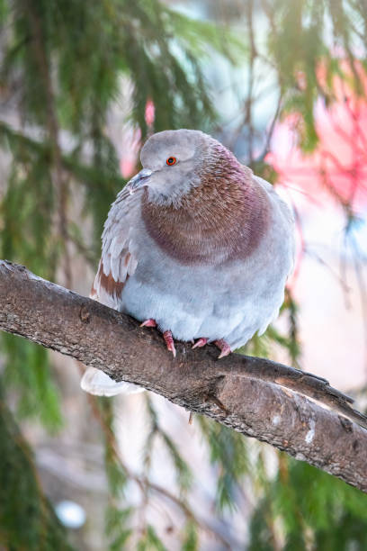 istock The fat pigeon is importantly sitting on a branch. 1266709614