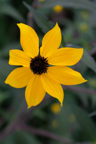 istock Brown-eye Susan (Rudbeckia triloba) wildflower 1266709786