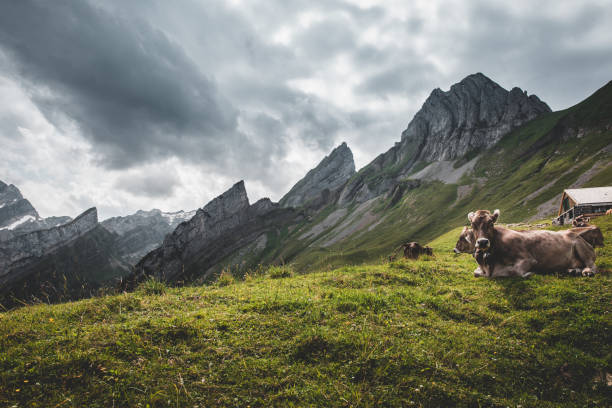 istock Enjoying swiss mountains 1266709802