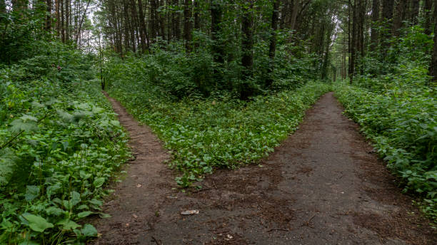 istock A branching path in the forest, leading in different directions. Very dense green forest. 1266712979